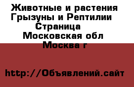 Животные и растения Грызуны и Рептилии - Страница 2 . Московская обл.,Москва г.